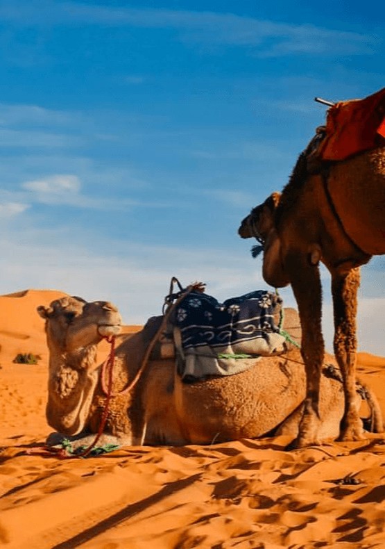 4 days desert tour fes to marrakech